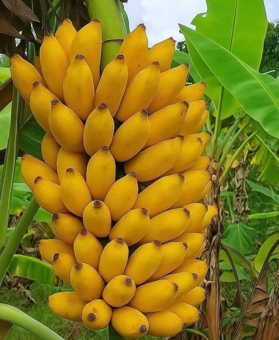 Banana