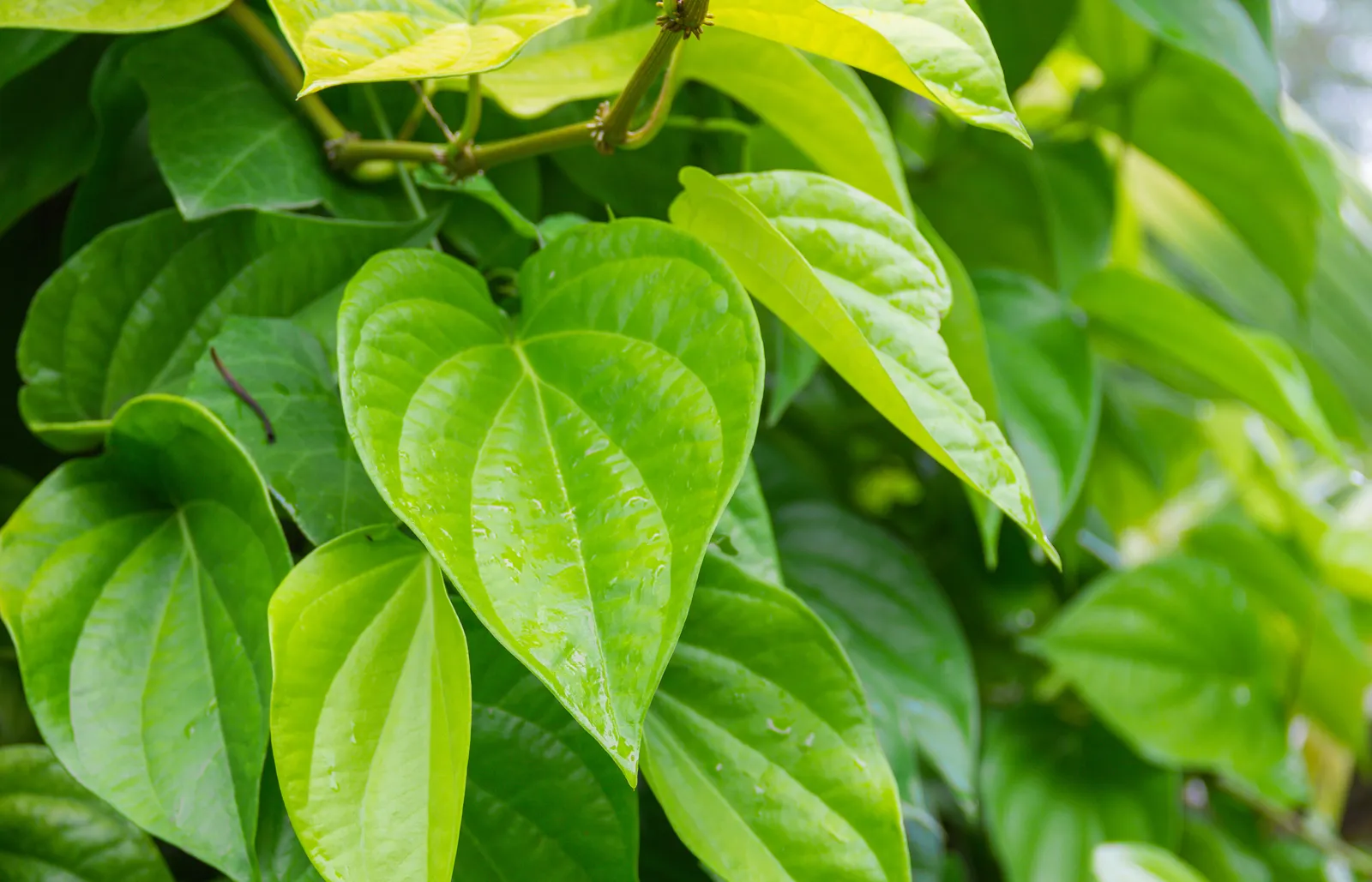 Betel Leaves