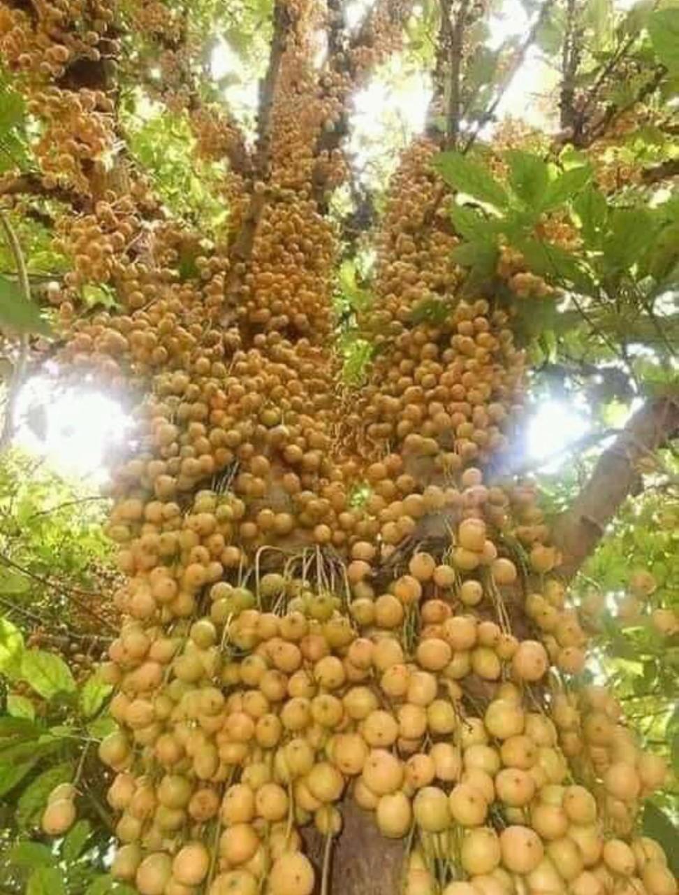 Burmese Grape