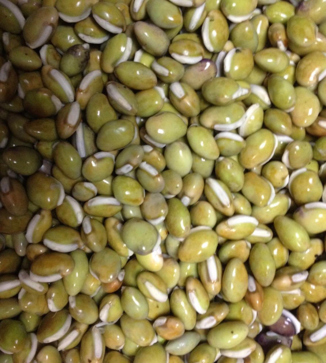 Country Bean Seeds