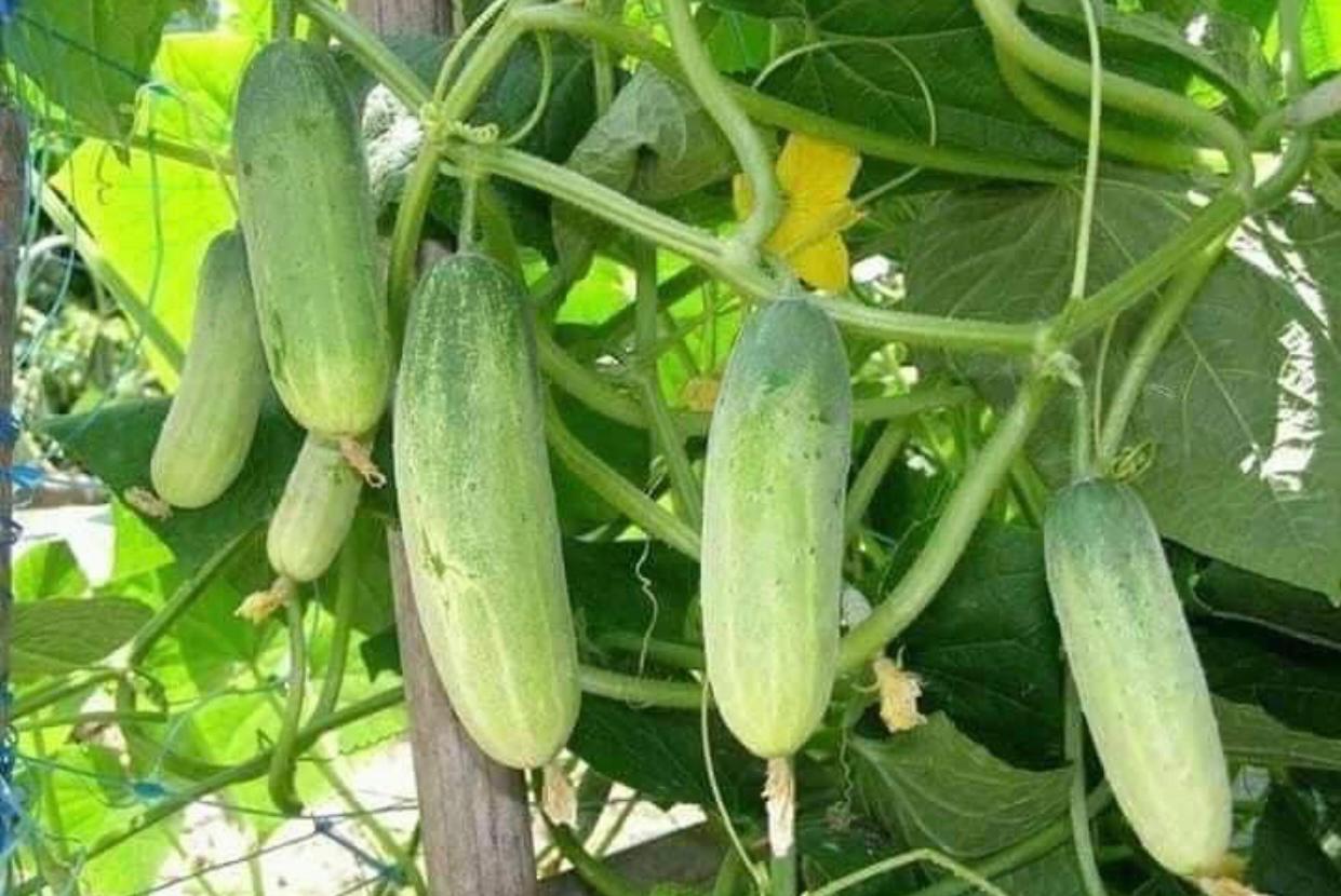 Cucumber