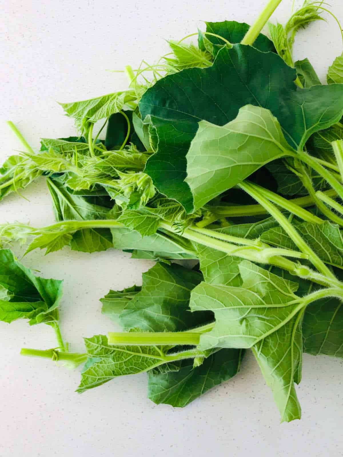 Gourd Leaves