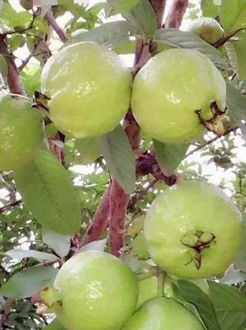 Guava