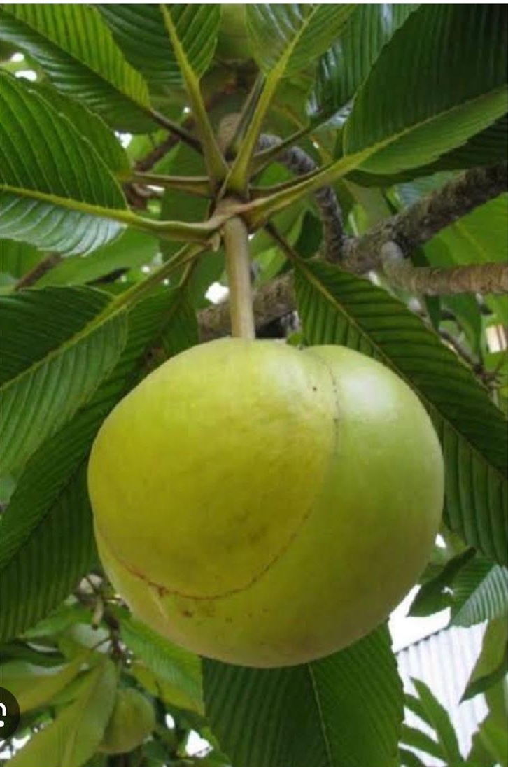 Indian Dillenia