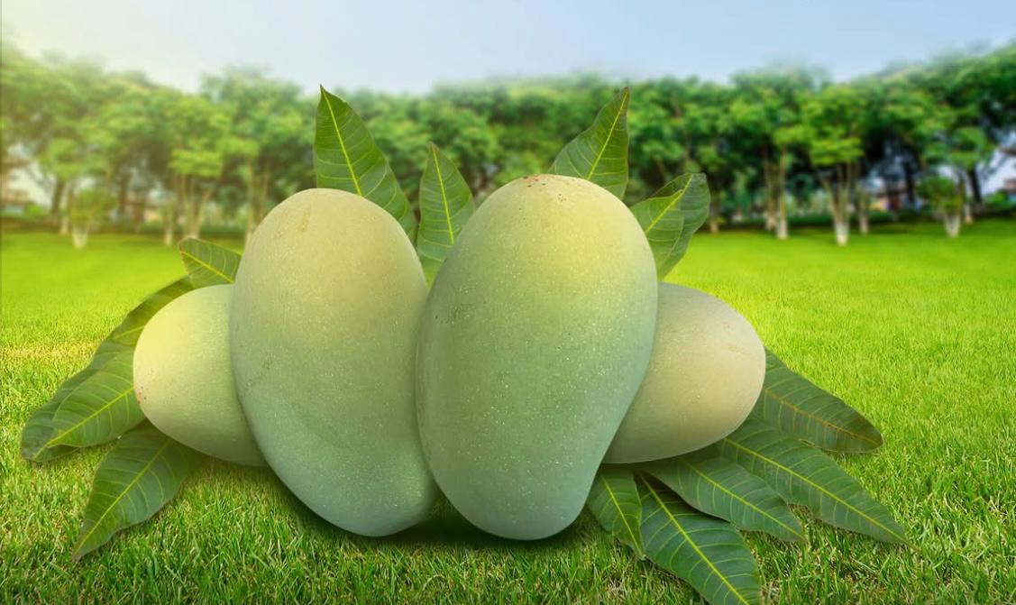 Mango