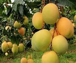 Mango 2