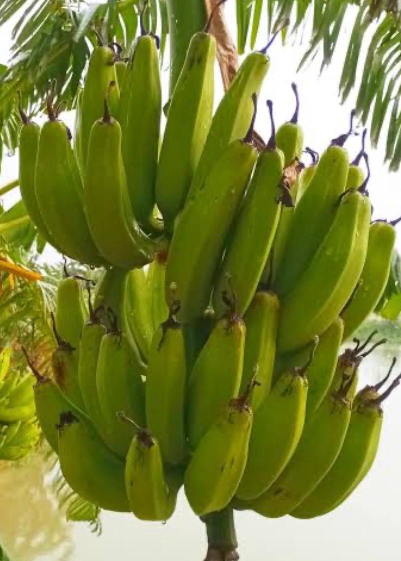 Plantain
