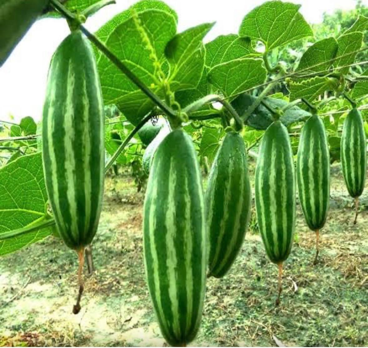 Pointed Gourd