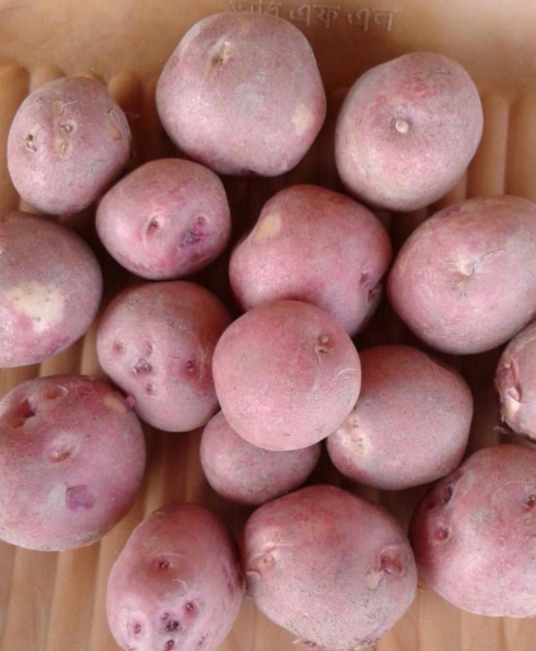 Red Potato