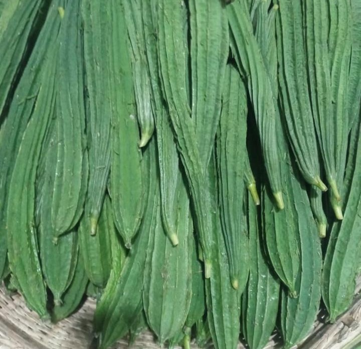 Ridge Gourd