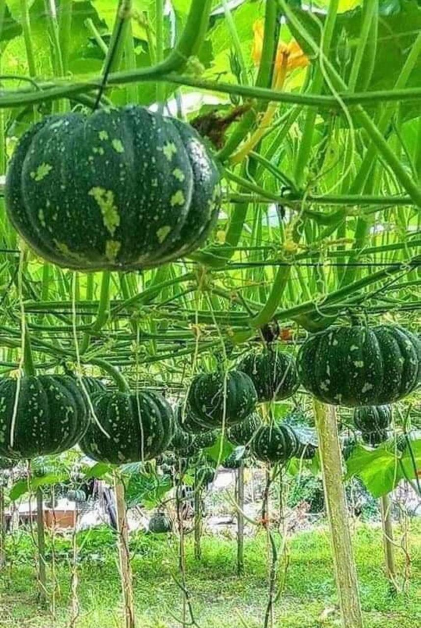 Sweet Pumpkin