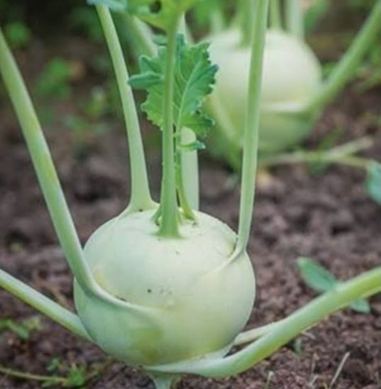 Turnip
