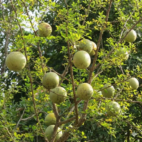 Wood Apple